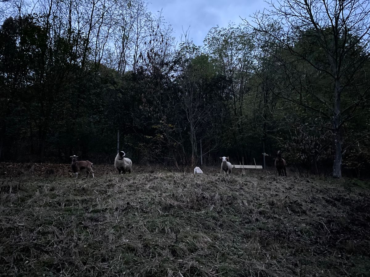 02/11 farm