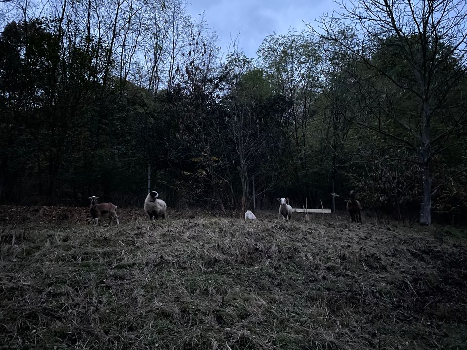 02/11 farm